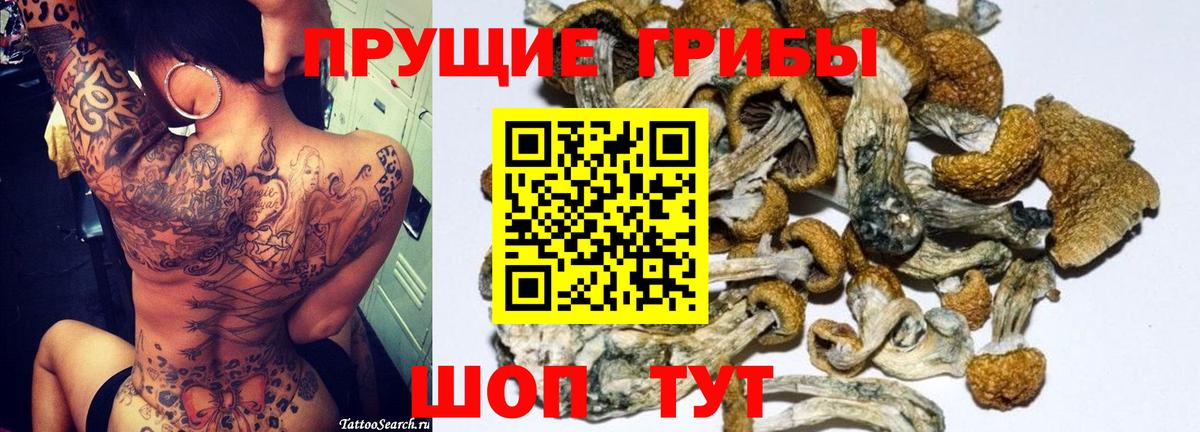 Псилоцибиновые грибы Psilocybine cubensis Дербент